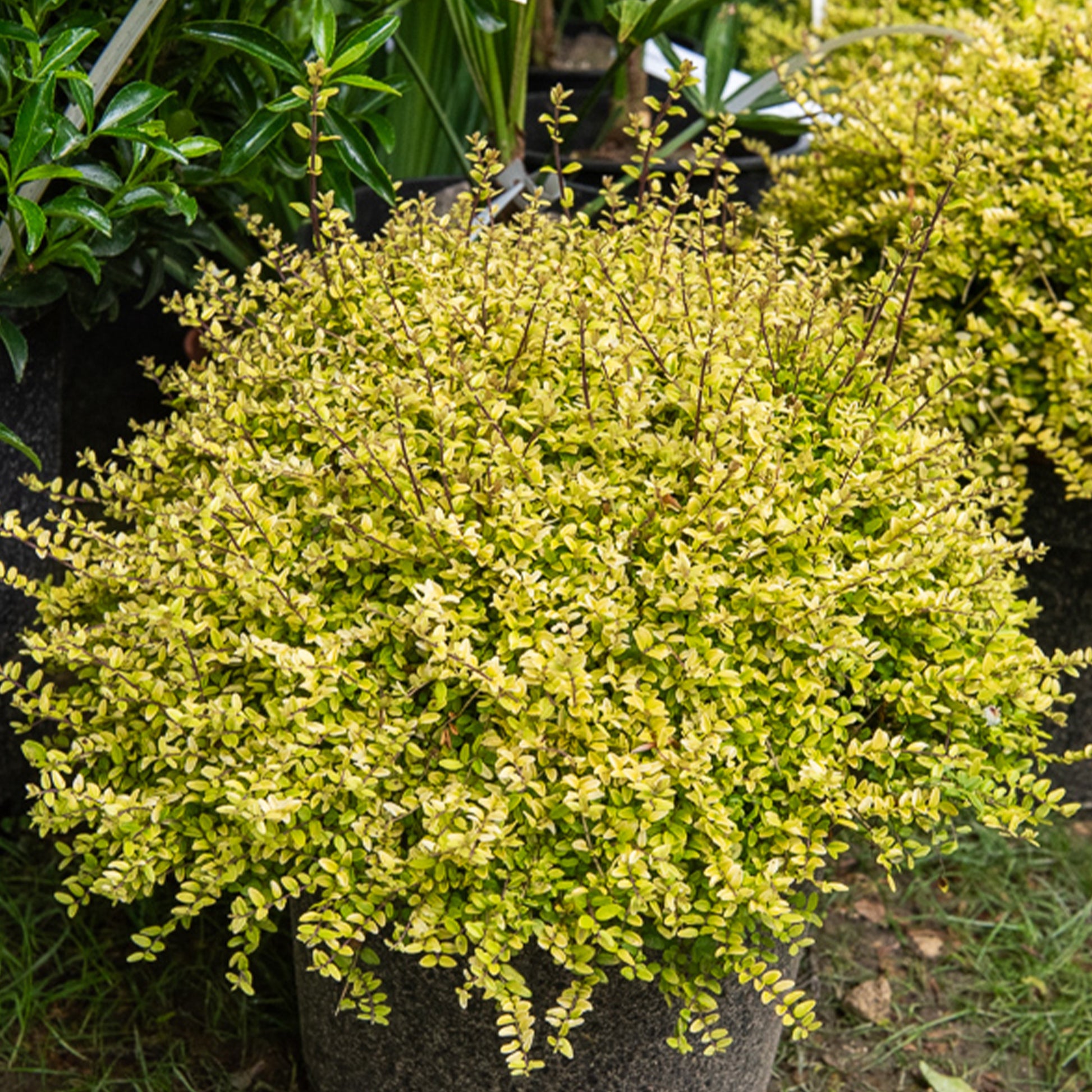 Lonicera nitida Baggesen's Gold - Buchsblättrige Heckenkirsche ‘Baggesen’s Gold’ - Sträucher für niedrige Hecken