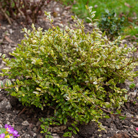 Heckenmyrte 'Lemon Beauty' - Bakker