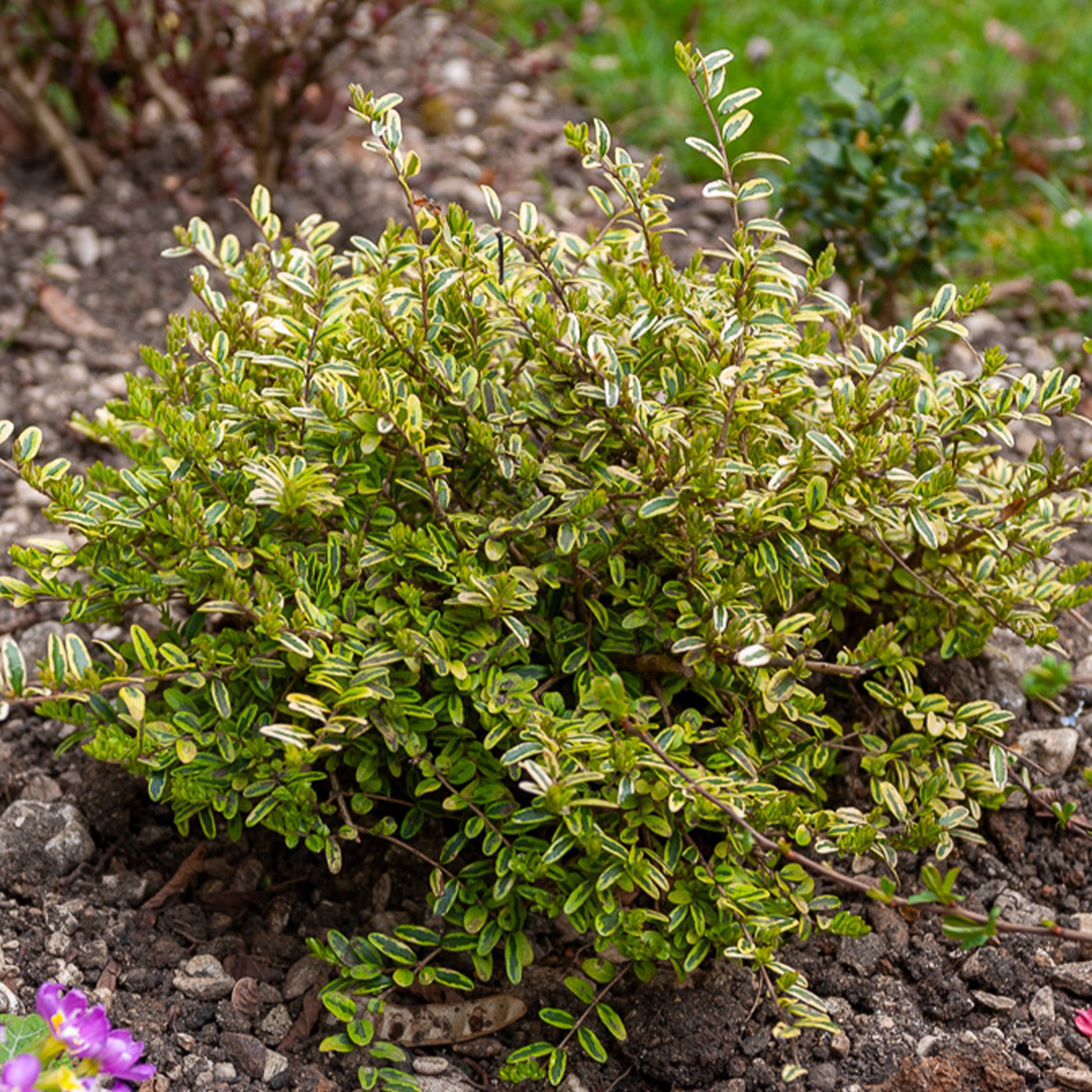 Heckenmyrte 'Lemon Beauty' - Bakker
