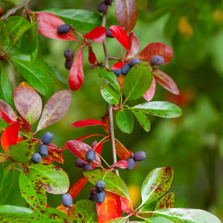 Bäume - Tupelobaum - Nyssa sylvatica