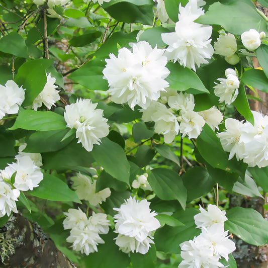 Pfeifenstrauch ‘Minnesota Snowflake’ - Bakker