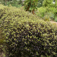Pittosporum tenuifolium Tom Thumb - Schmalblättriger Klebsame 'Tom Thumb' - Pittosporum - Klebsame