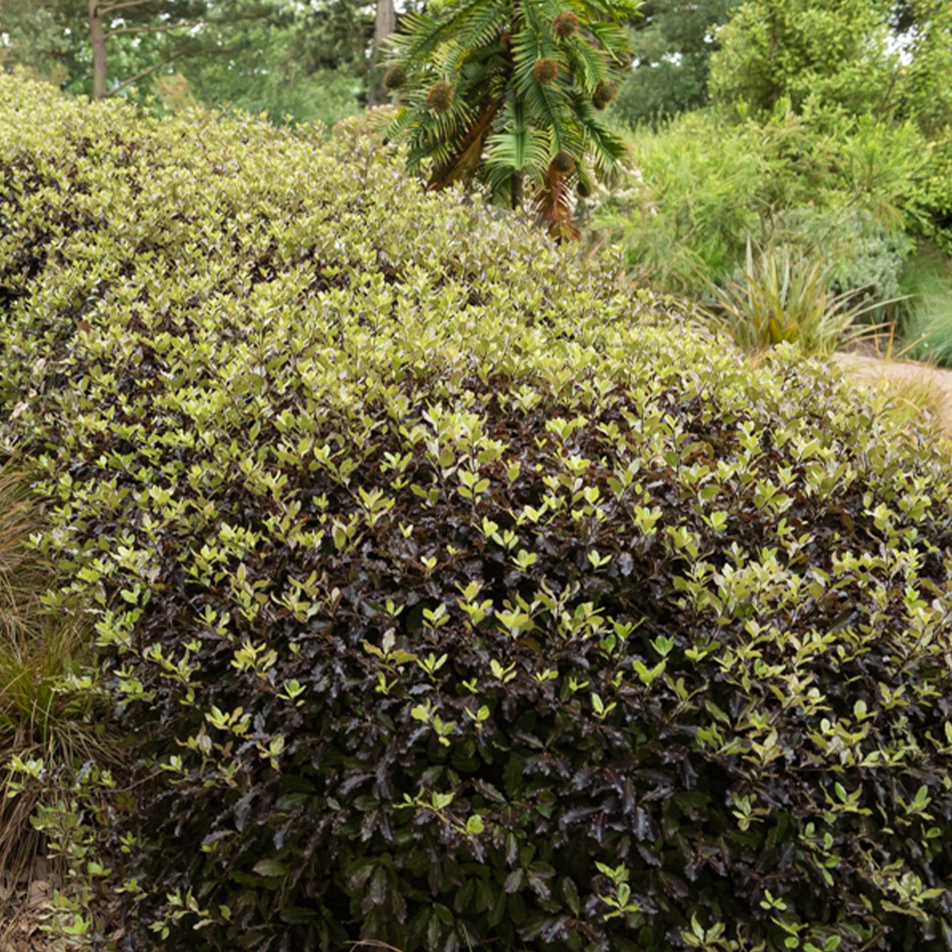 Pittosporum tenuifolium Tom Thumb - Schmalblättriger Klebsame 'Tom Thumb' - Pittosporum - Klebsame