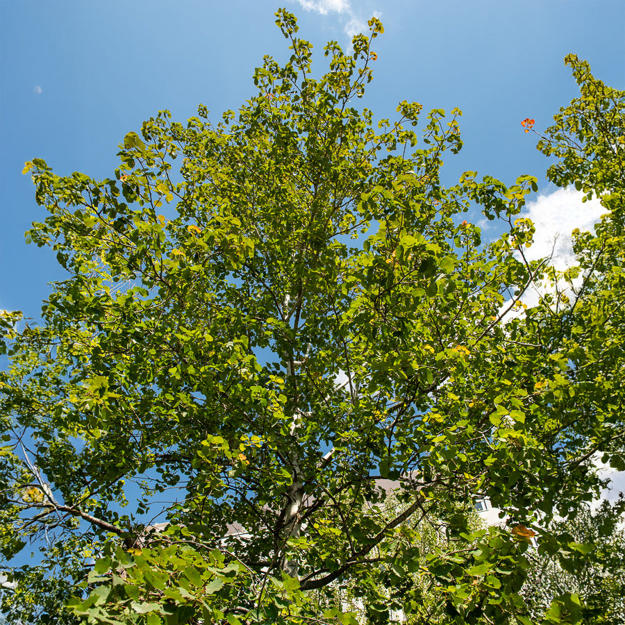 Pappel - Zitterpappel - Populus tremula
