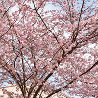 Prunus Accolade - Zierkirsche 'Accolade' - Japanische Kirschbäume - Prunus