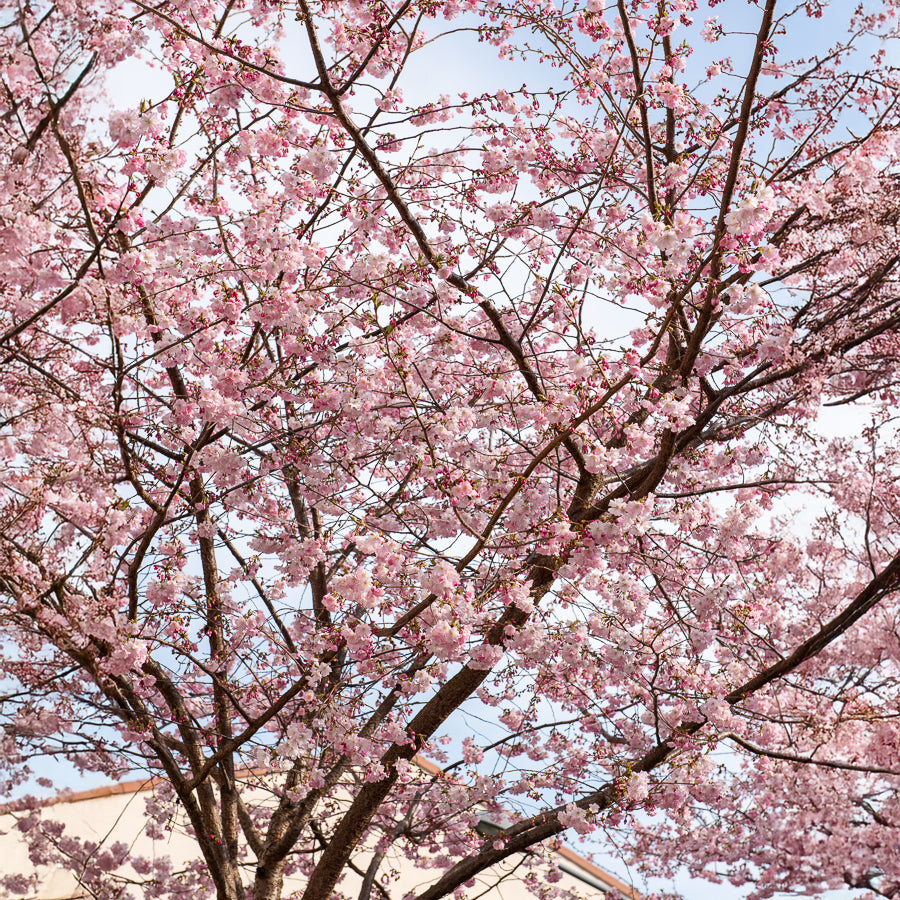 Prunus Accolade - Zierkirsche 'Accolade' - Japanische Kirschbäume - Prunus
