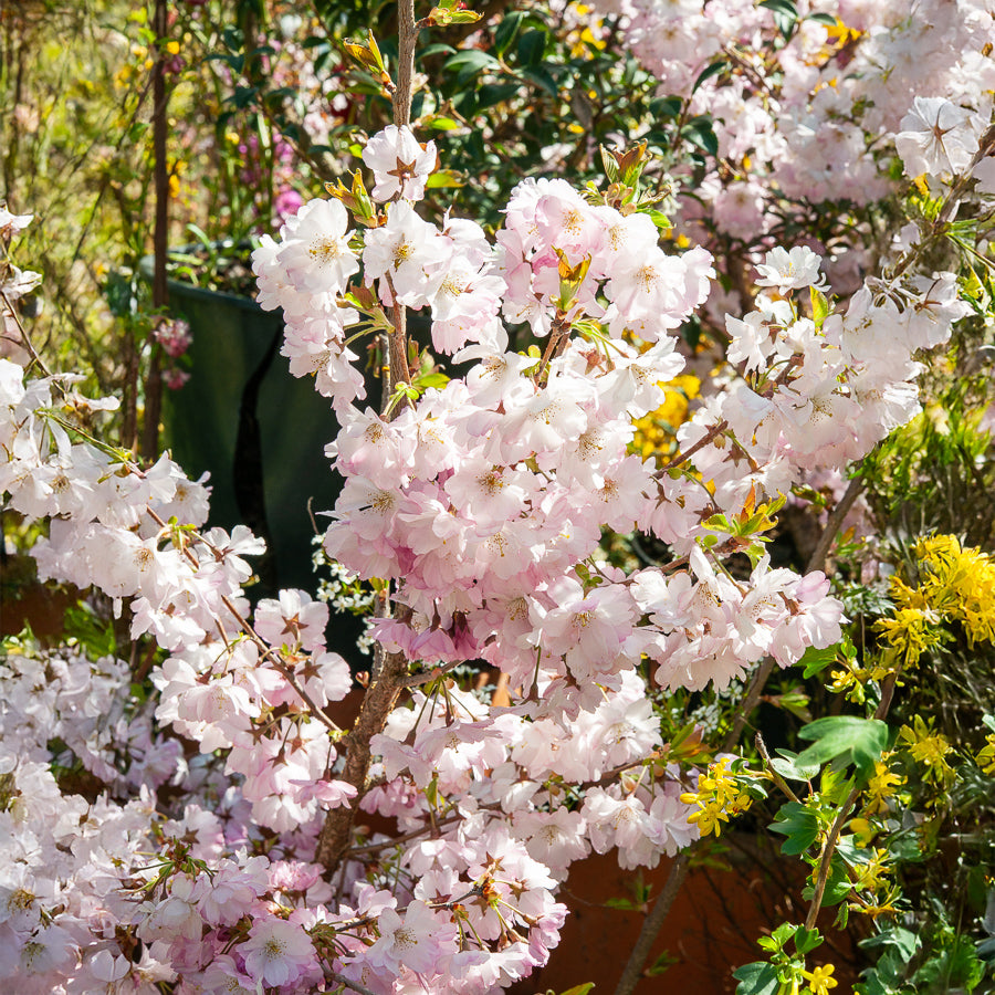 Zierkirsche 'Accolade' - Prunus Accolade - Bakker