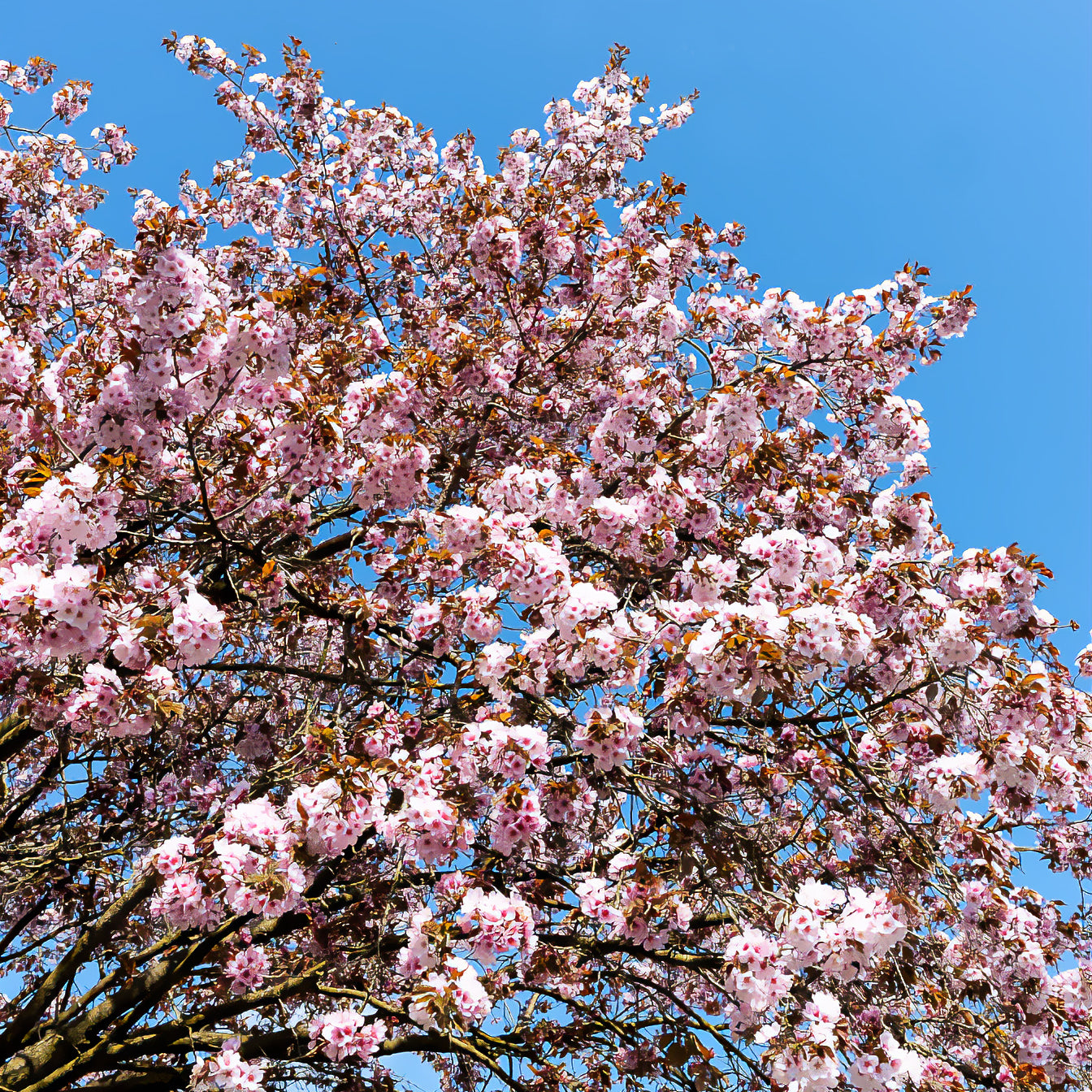 Sargent-Kirsche - Prunus sargentii - Bakker