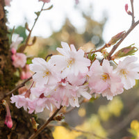 Rosa Winterkirsche 'Autumnalis Rosea' - Prunus subhirtella Autumnalis Rosea - Bakker