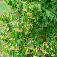 Henry-Linde - Tilia henryana - Bakker