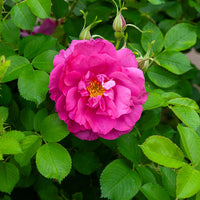Apfelrose 'Wild Edric' - Rosa rugosa Wild Edric - Bakker