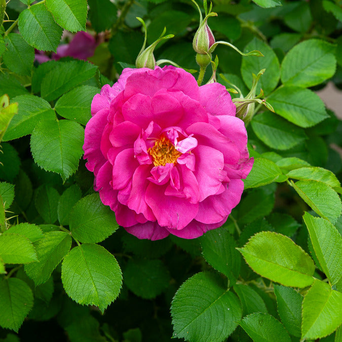 Apfelrose 'Wild Edric' - Rosa rugosa Wild Edric - Bakker