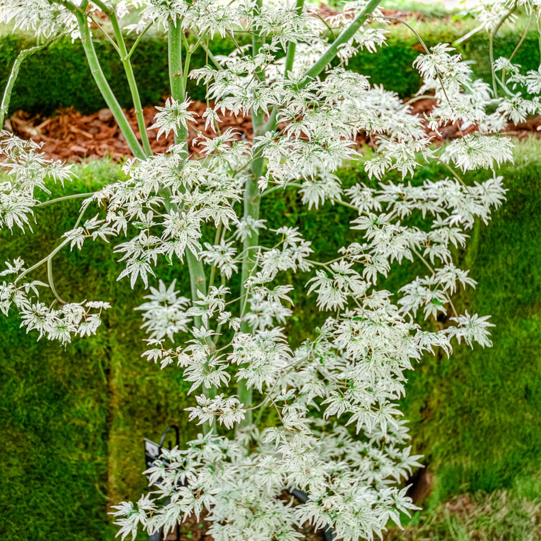 Acer palmatum 'Ukigumo' - Fächer-Ahorn 'Ukigumo' - Japanischer Ahorn