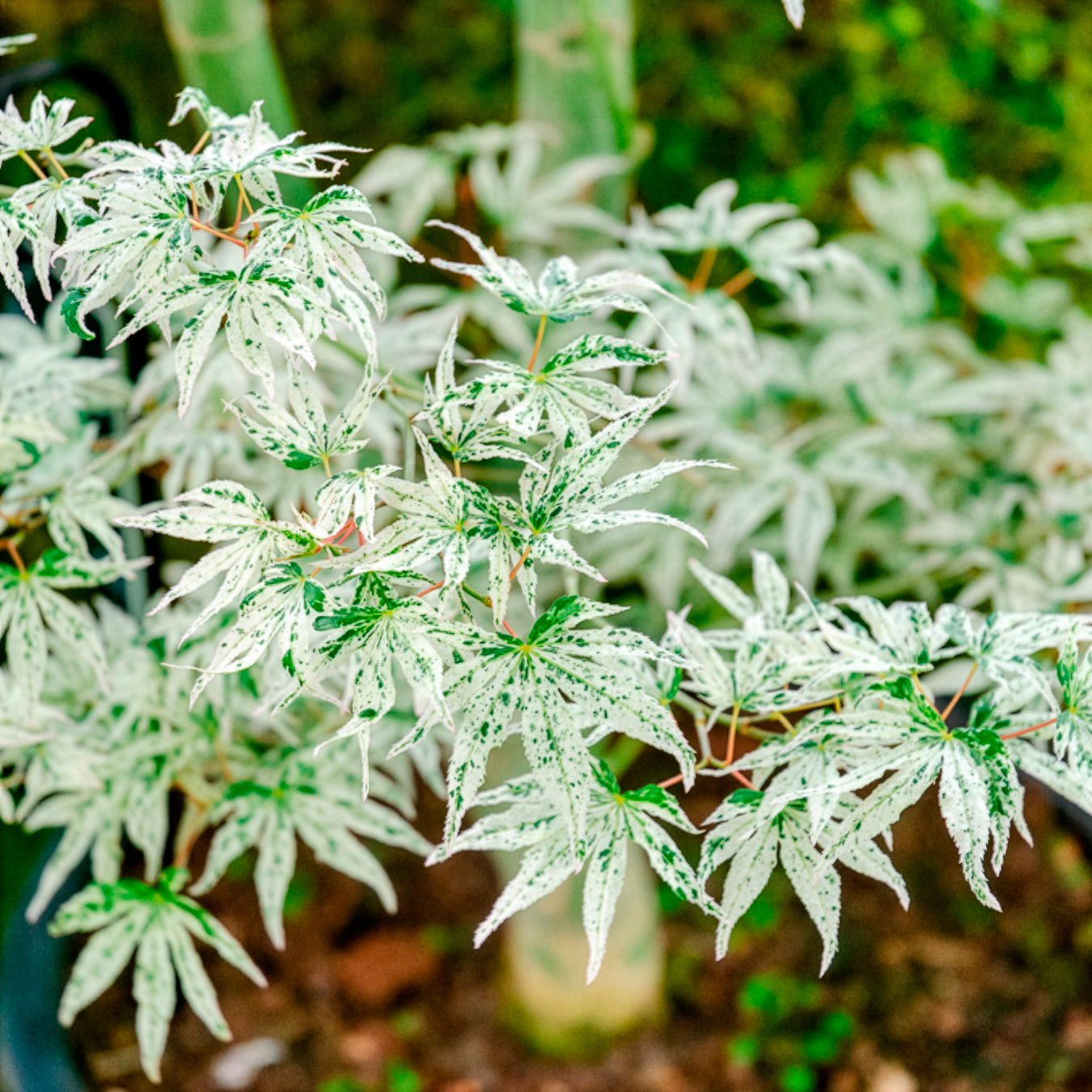 Fächer-Ahorn 'Ukigumo' - Acer palmatum 'Ukigumo' - Bakker