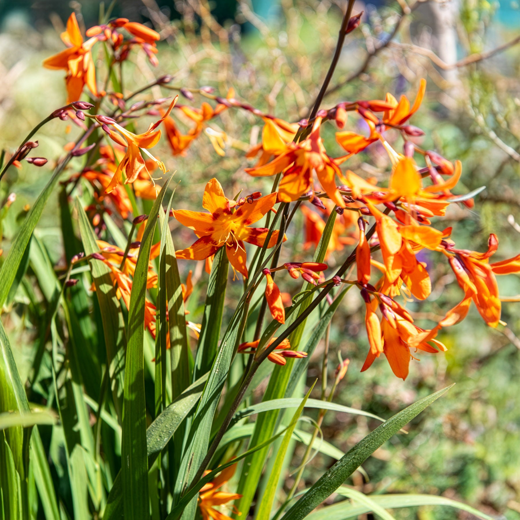 Montbretie 'Emily McKenzie' - Crocosmia Emily Mckenzie - Bakker