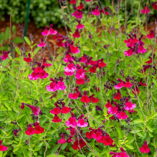 Salvia jamensis Magical® Zambesi - Bakker
