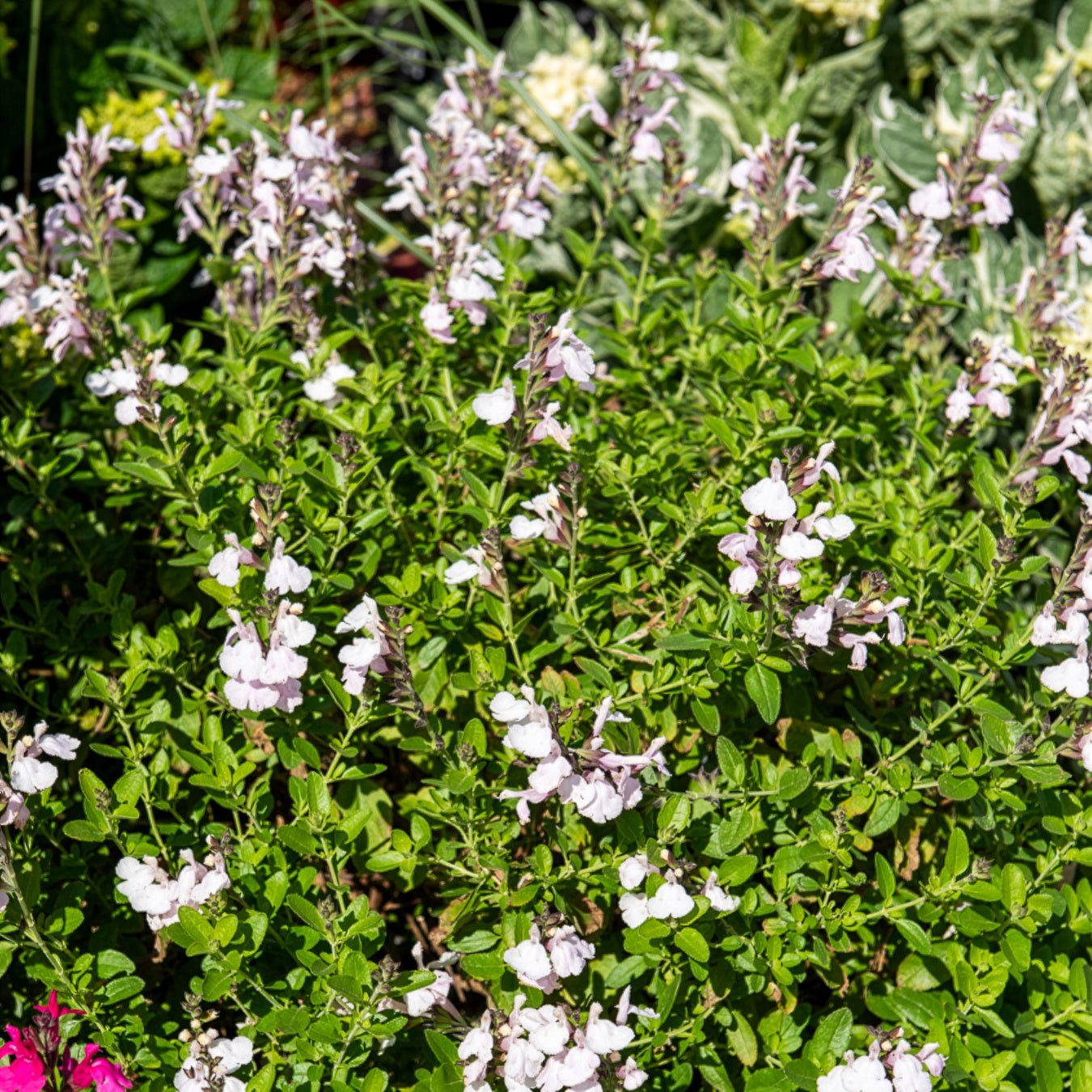 Salvia jamensis Magical® Donau Kolmadon - Salvia jamensis Magical® Donau Kolmadon - Bakker