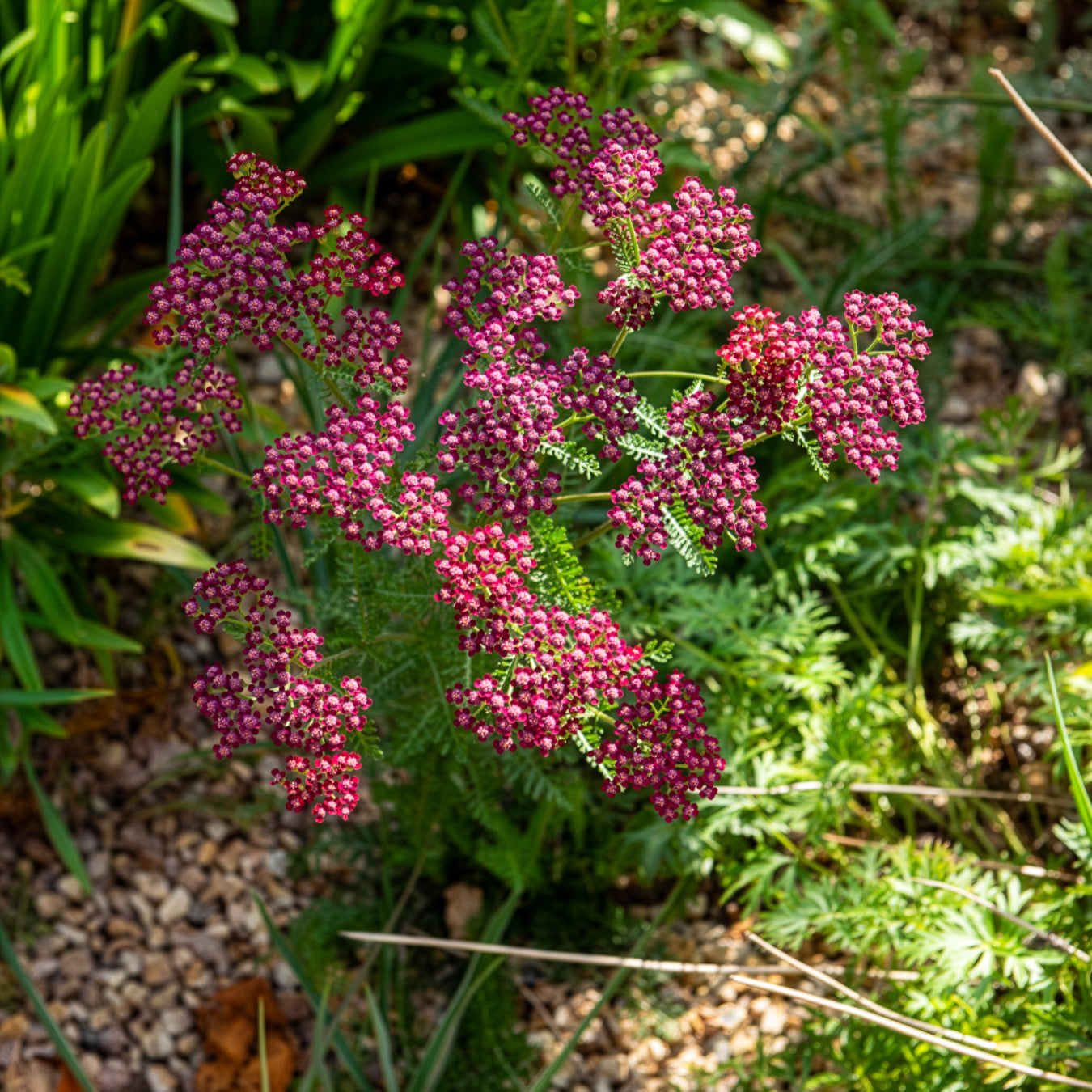 Achillea millefolium Cassis - Vielblättrige Garbe Cassis - Schafgarbe