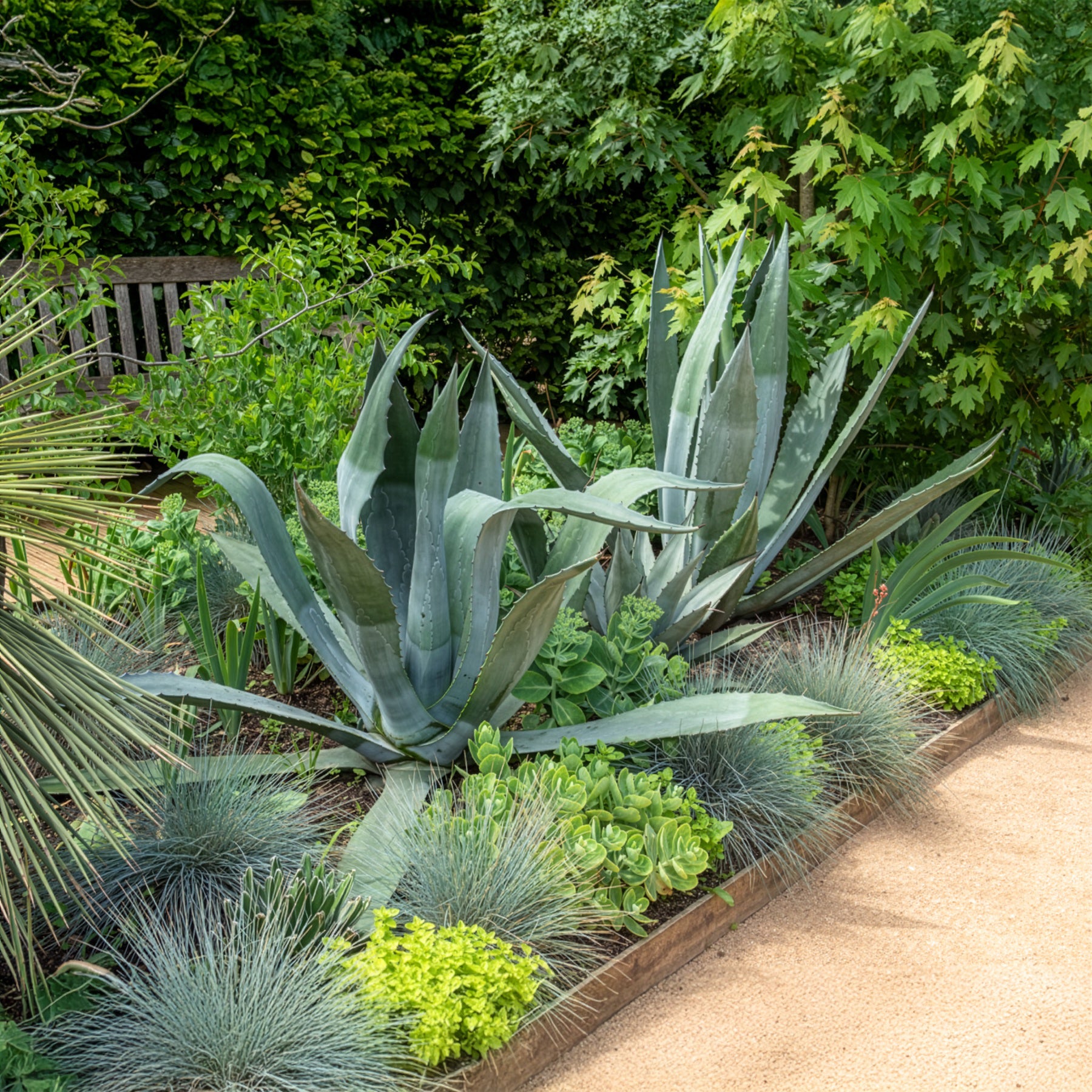 Amerikanische Agave - Agave americana - Bakker