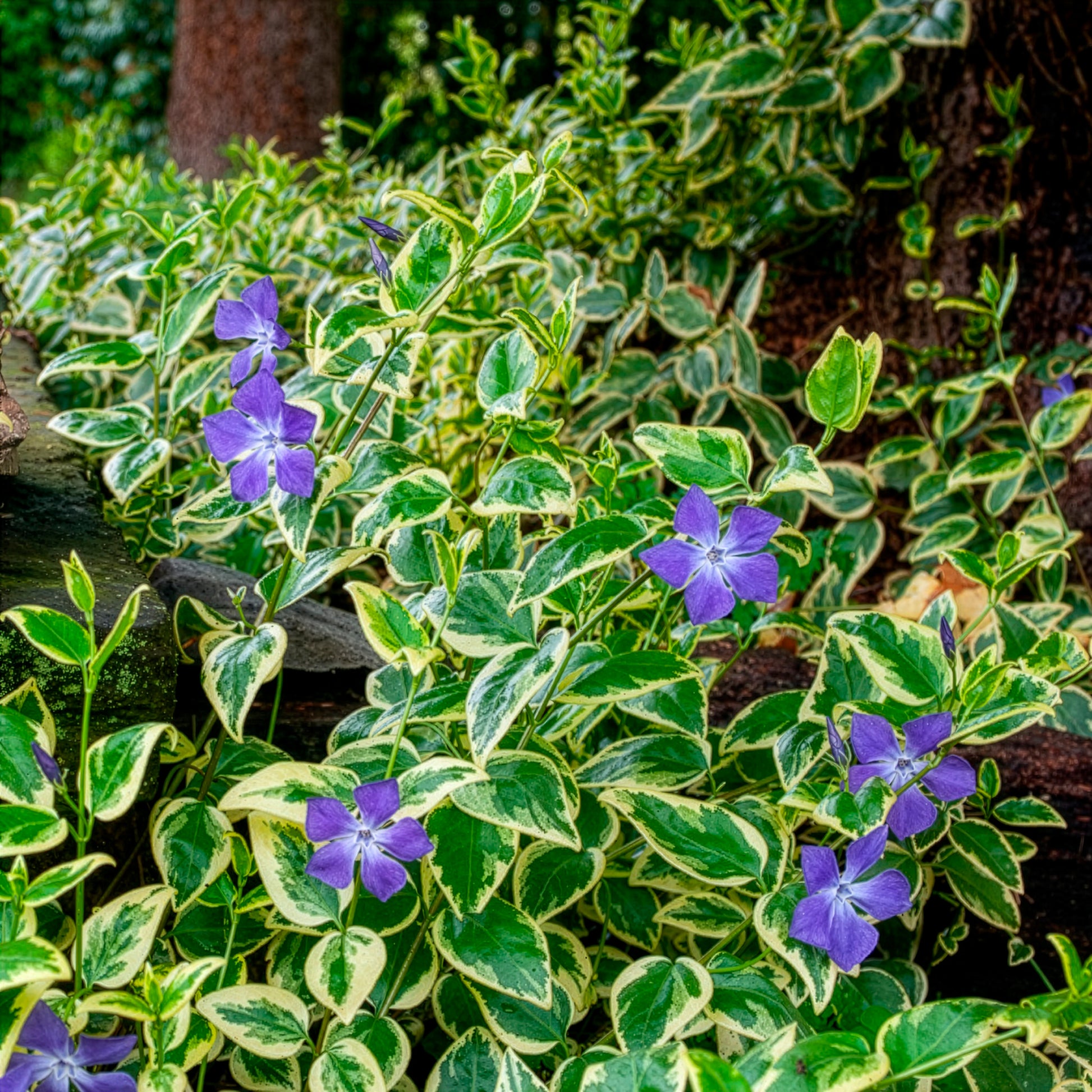 Großblättriges Immergrün Variegata - Vinca major Variegata - Bakker