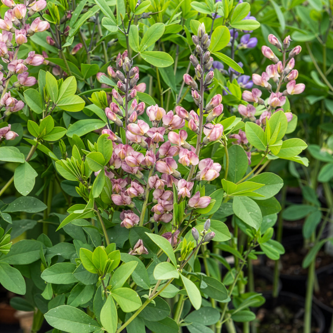 Indigo-Lupine Decadence Pink Truffles - Bakker