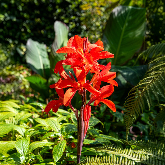 Indisches Blumenrohr Tropicana - Bakker