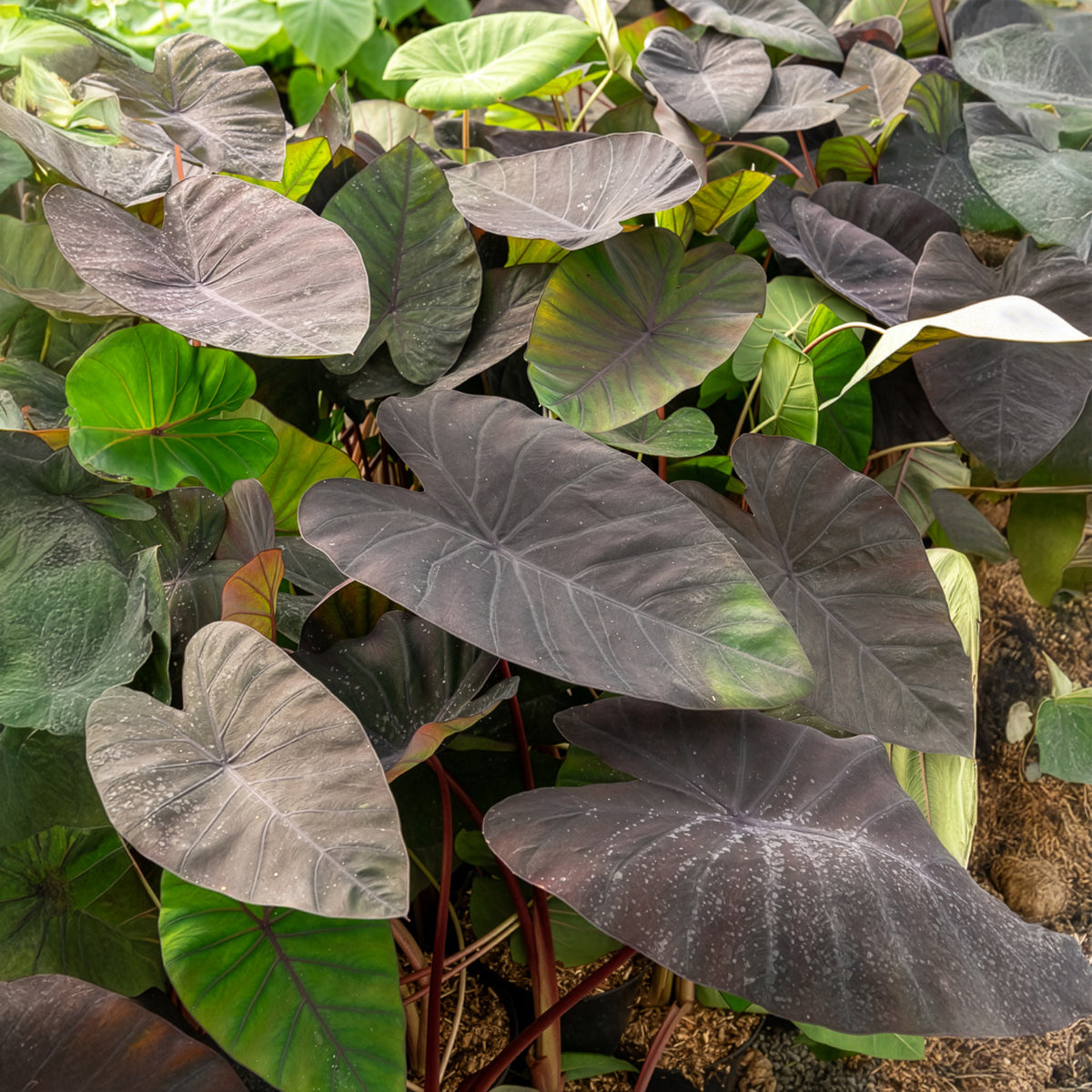 Elefantenohr Madeira - Colocasia esculenta Madeira - Bakker