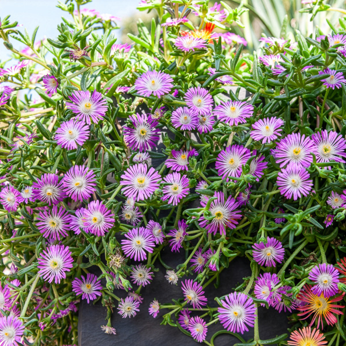 Mittagsblume Wheels of Wonder® Violet - Delosperma Wheels of Wonder® Violet - Bakker