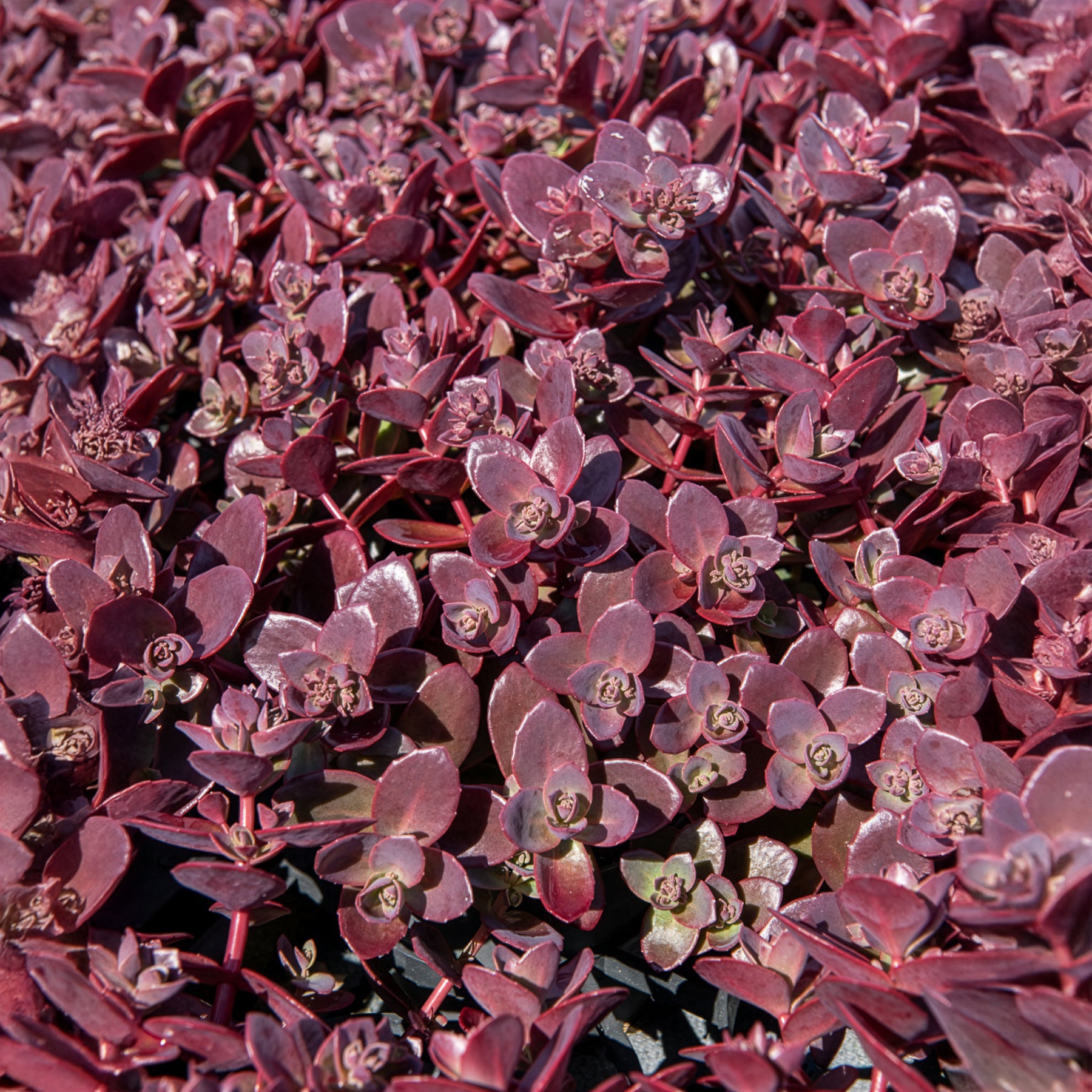 Fetthenne SunSparkler Firecracker - Sedum Sunsparkler® Firecracker - Bakker