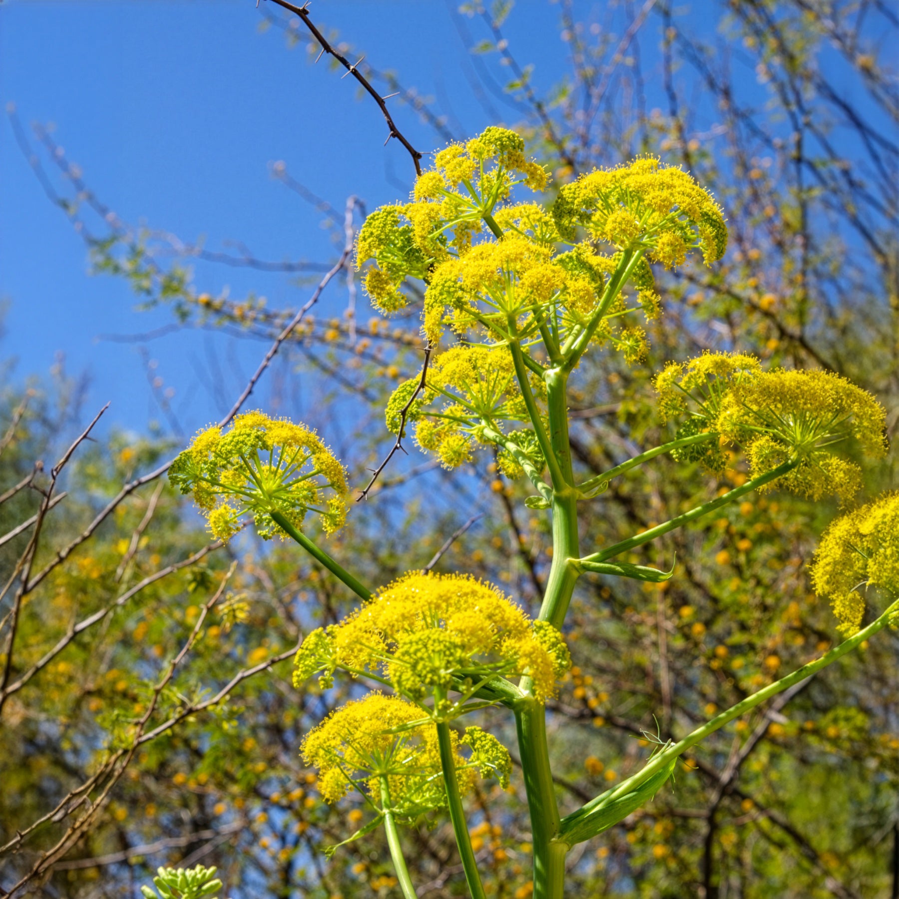Wildpflanzen für den Garten - Riesenfenchel - Ferula communis