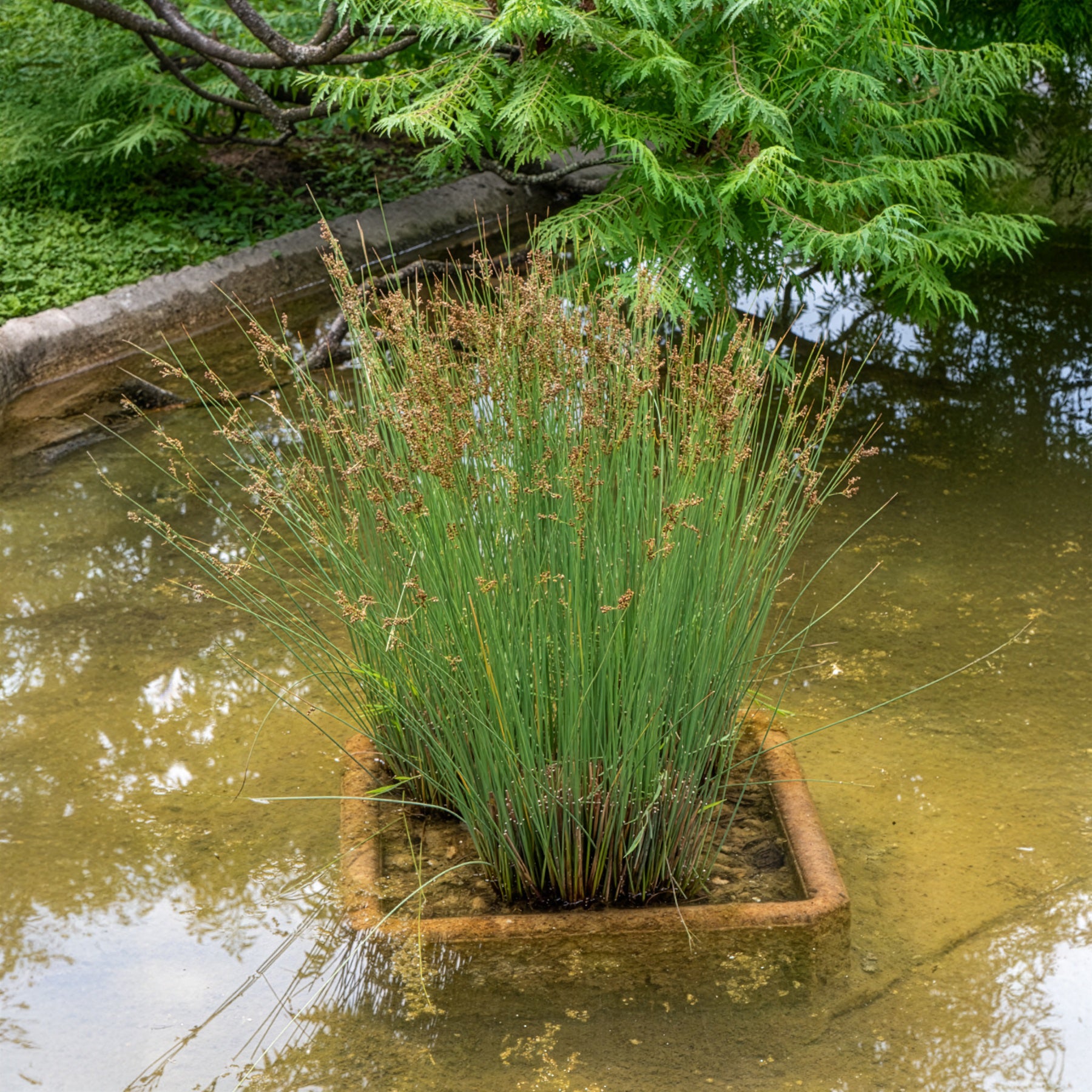 Juncus effusus - Flatter Binse - Binsen