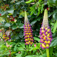 Lupine - Lupine Manhattan Lights - Lupinus Manhattan Lights®