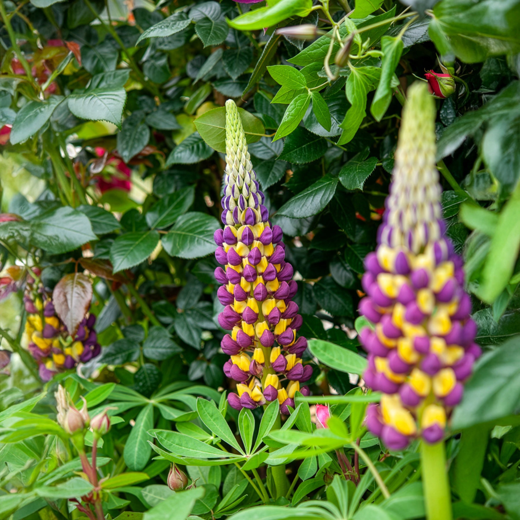 Lupine - Lupine Manhattan Lights - Lupinus Manhattan Lights®