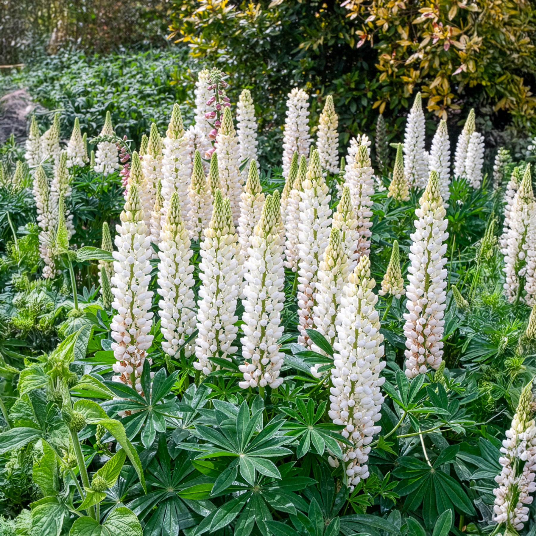 Lupine Noble Maiden - Bakker