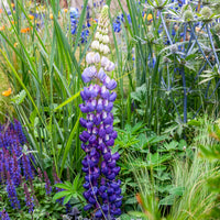 Lupine Persian Slipper - Lupinus Persian Slipper - Bakker