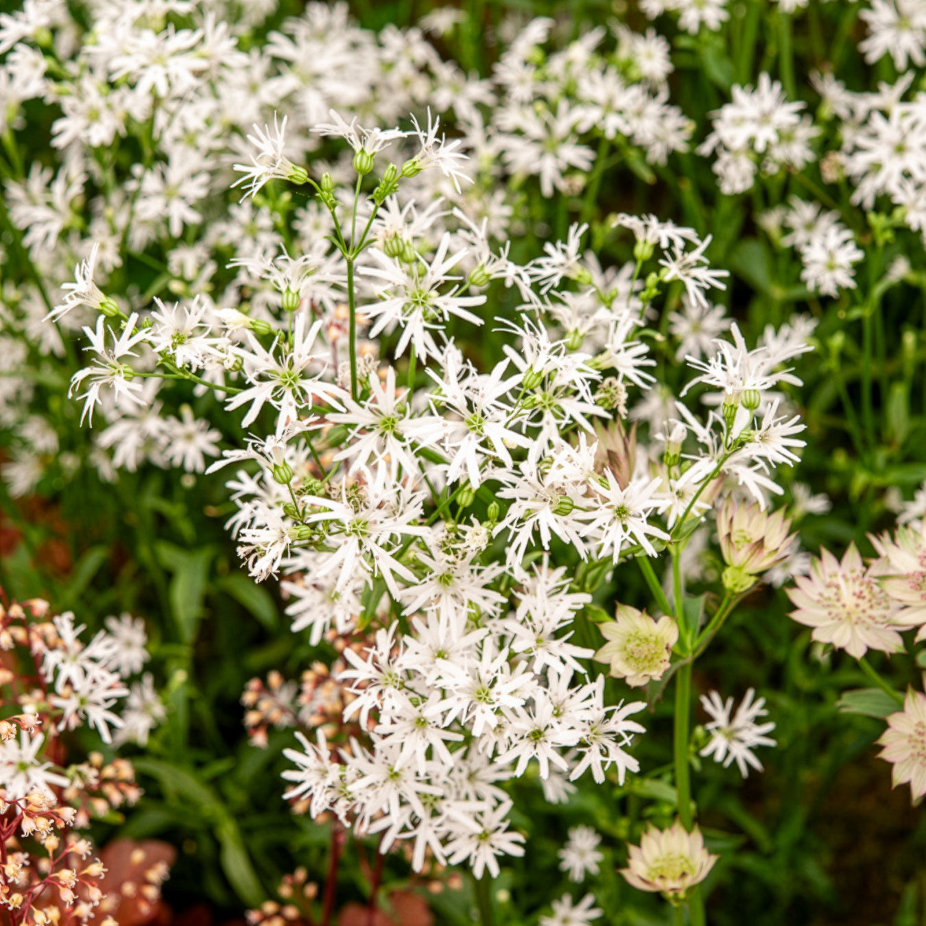 Kuckucks-Lichtnelke White Robin - Lychnis flos-cuculi White Robin - Bakker