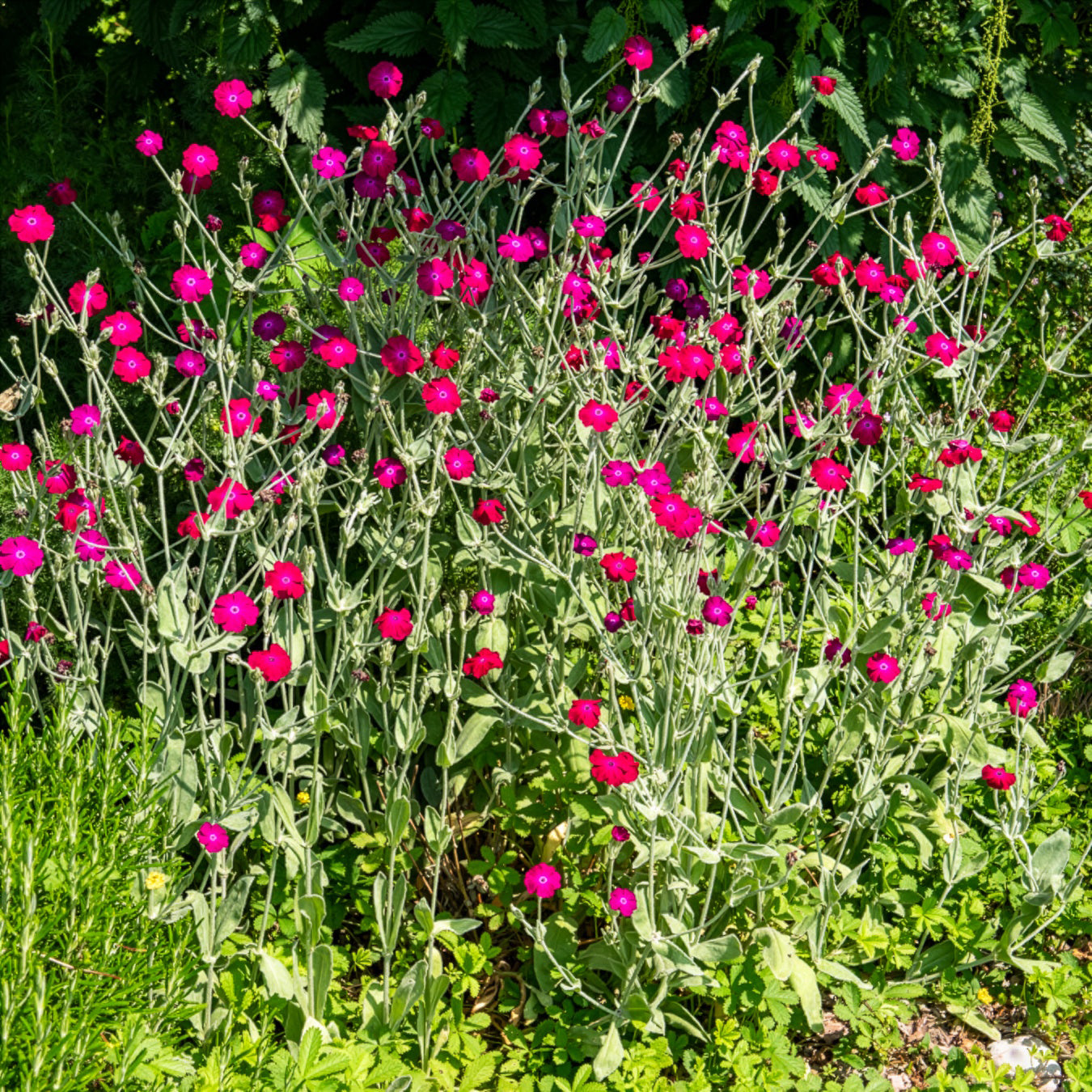 Lychnis coronaria - Vexiernelke - Blühende Stauden