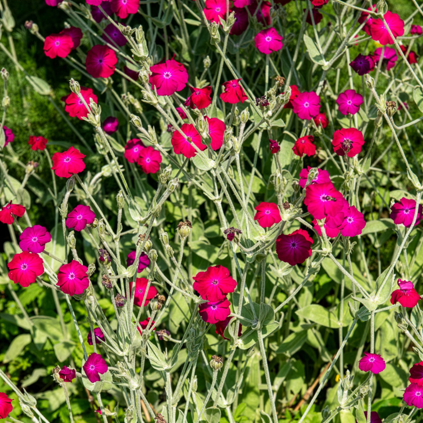 Vexiernelke - Lychnis coronaria - Bakker