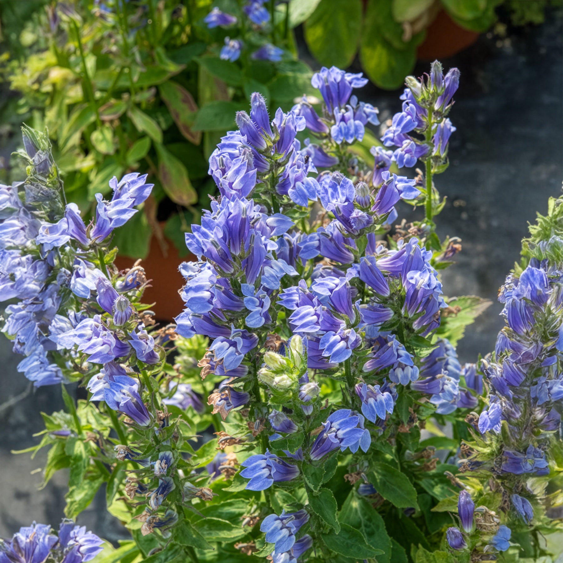 Lobelia siphilitica - Blaue Kardinals-Lobelie - Blühende Stauden