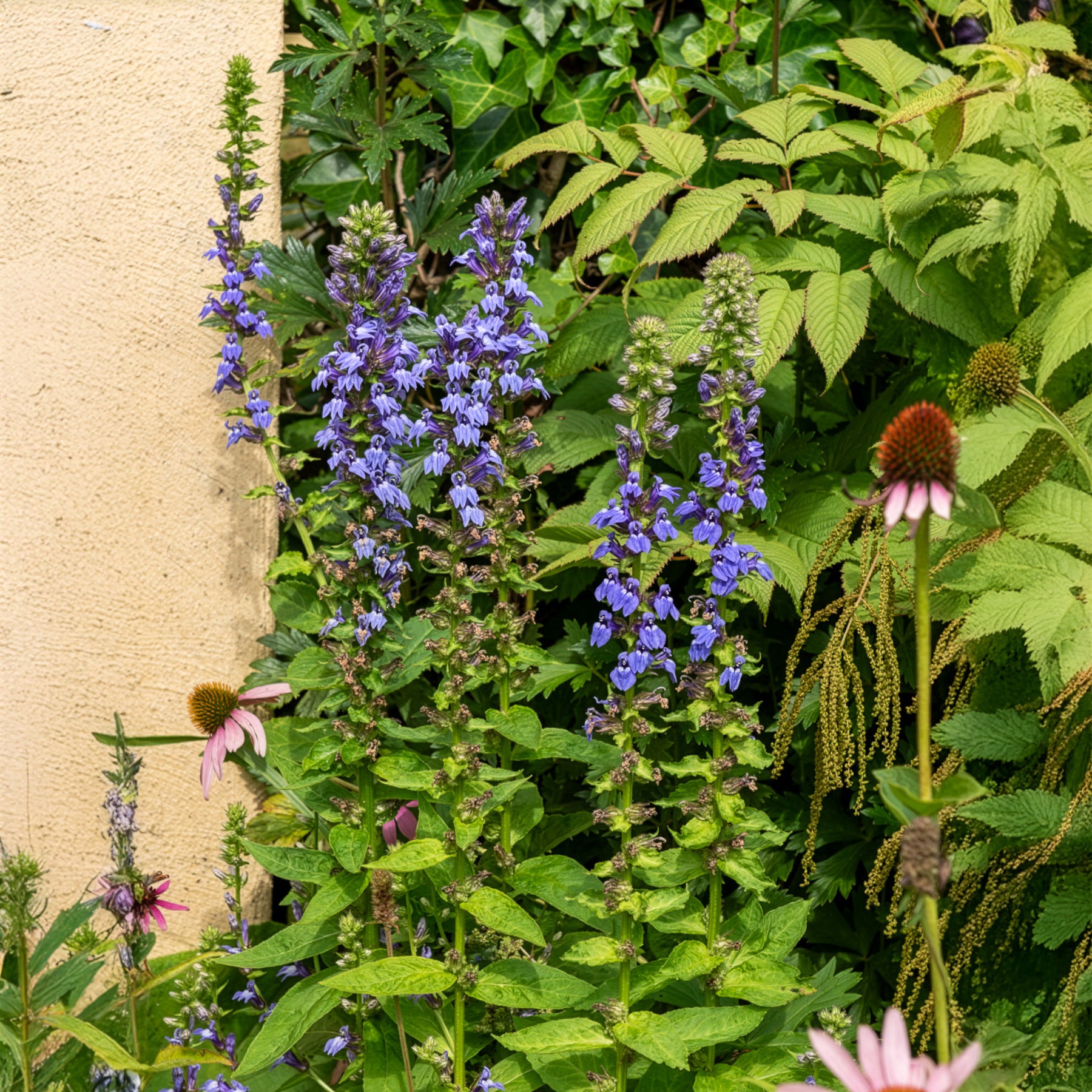 Blühende Stauden - Blaue Kardinals-Lobelie - Lobelia siphilitica