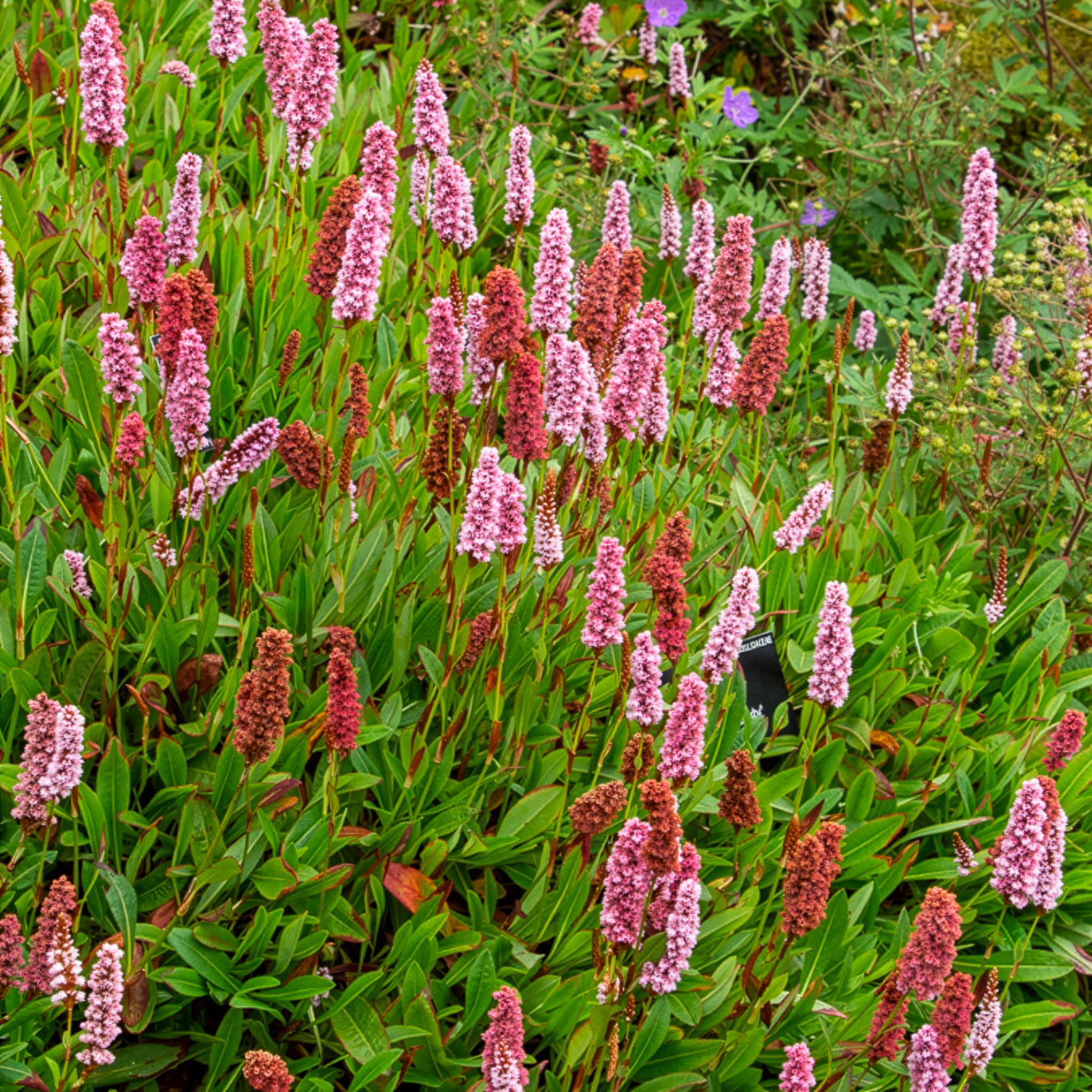 Schneckenknöterich Darjeeling Red - Bakker