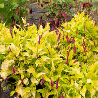 Kerzenknöterich Golden Arrow - Persicaria amplexicaulis  Golden Arrow - Bakker