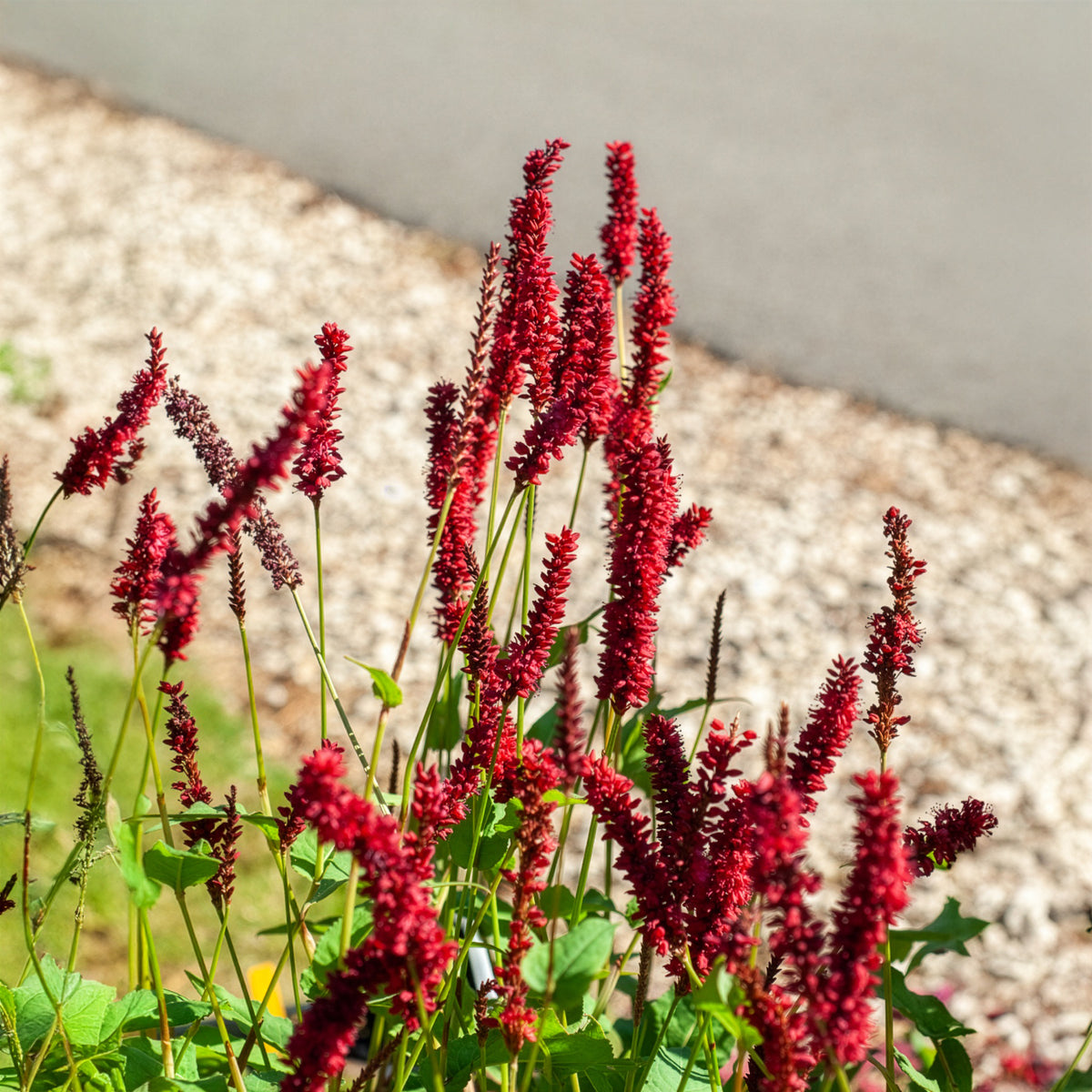 Kerzenknöterich Blackfield - Persicaria amplexicaulis Blackfield - Bakker