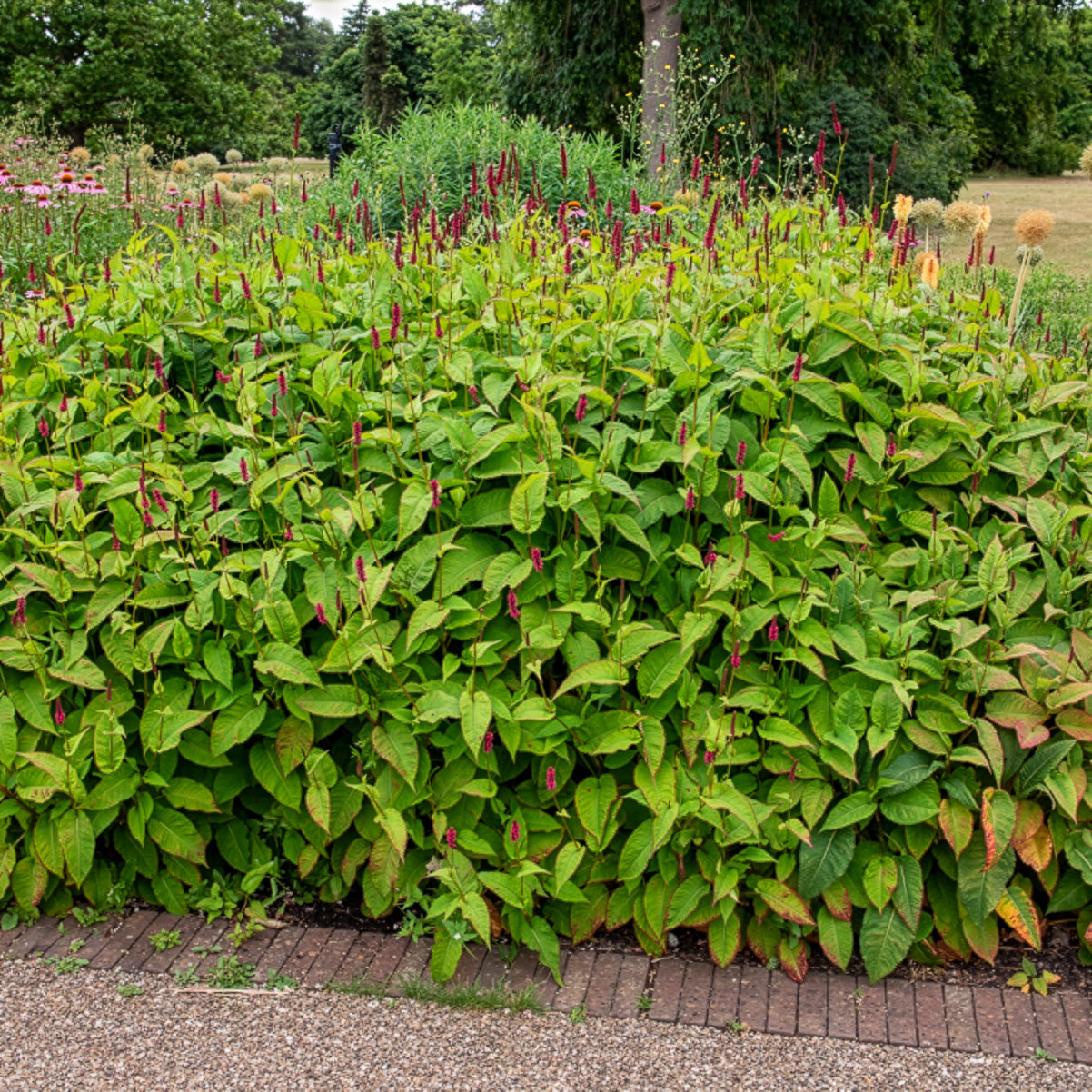 Kerzenknöterich Fat Domino - Persicaria amplexicaulis Fat Domino - Bakker