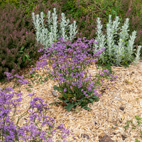 Blauer Strandflieder Dazzle Rocks - Limonium gmelinii Dazzle Rocks - Bakker