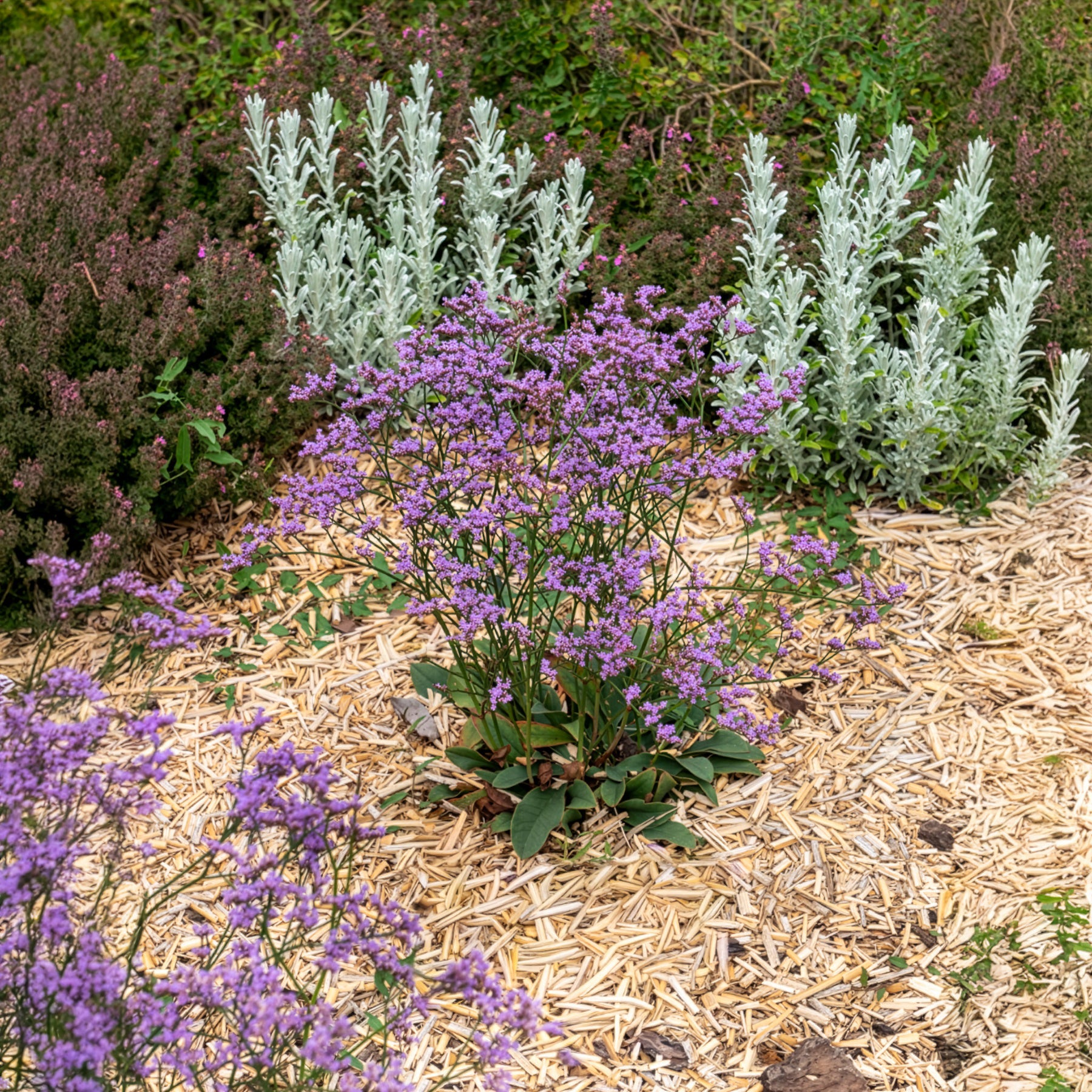 Blauer Strandflieder Dazzle Rocks - Limonium gmelinii Dazzle Rocks - Bakker