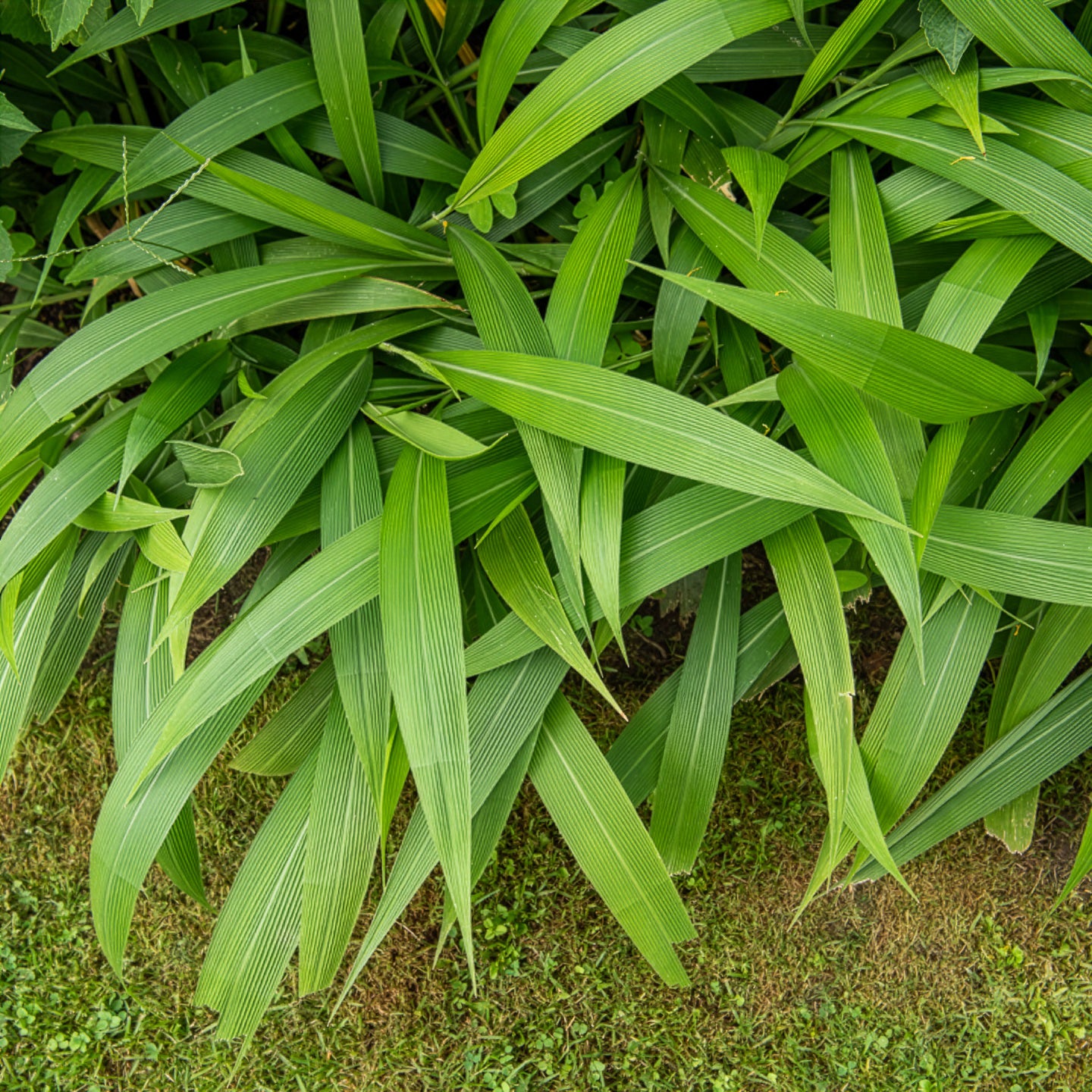 Gräser - Palmen-Gras - Setaria palmifolia