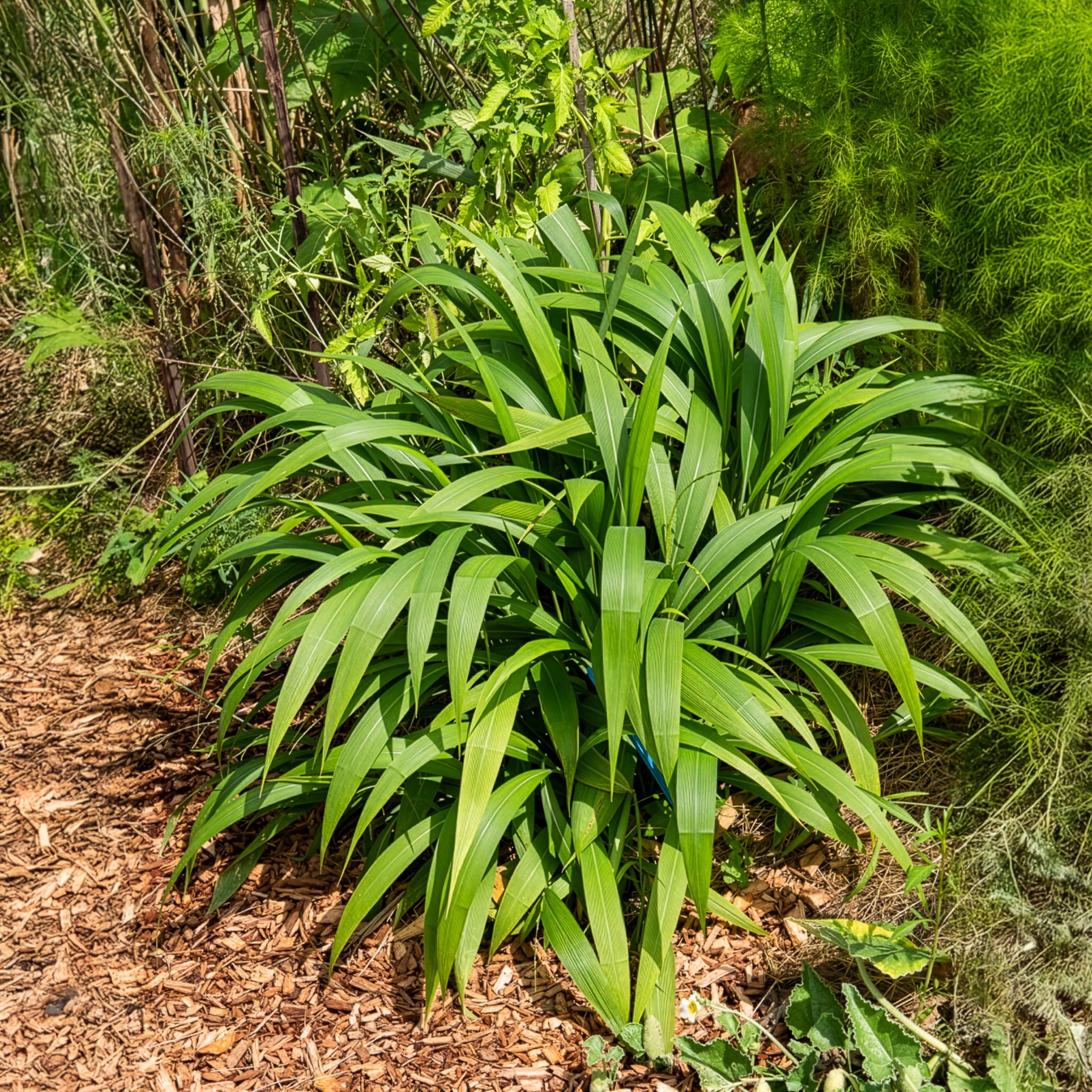 Palmen-Gras - Setaria palmifolia - Bakker