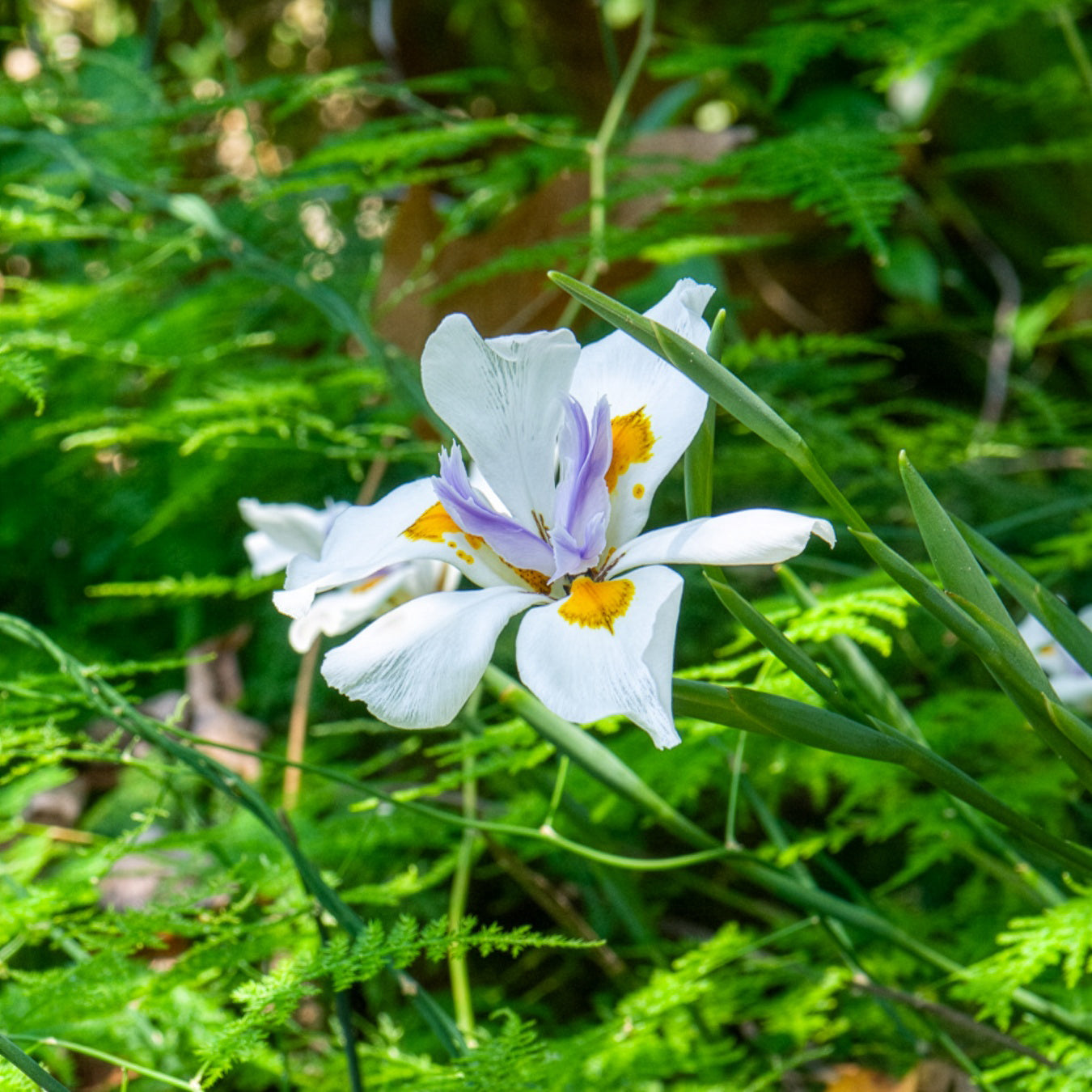 Dietes grandiflora - Dietes grandiflora - Bakker