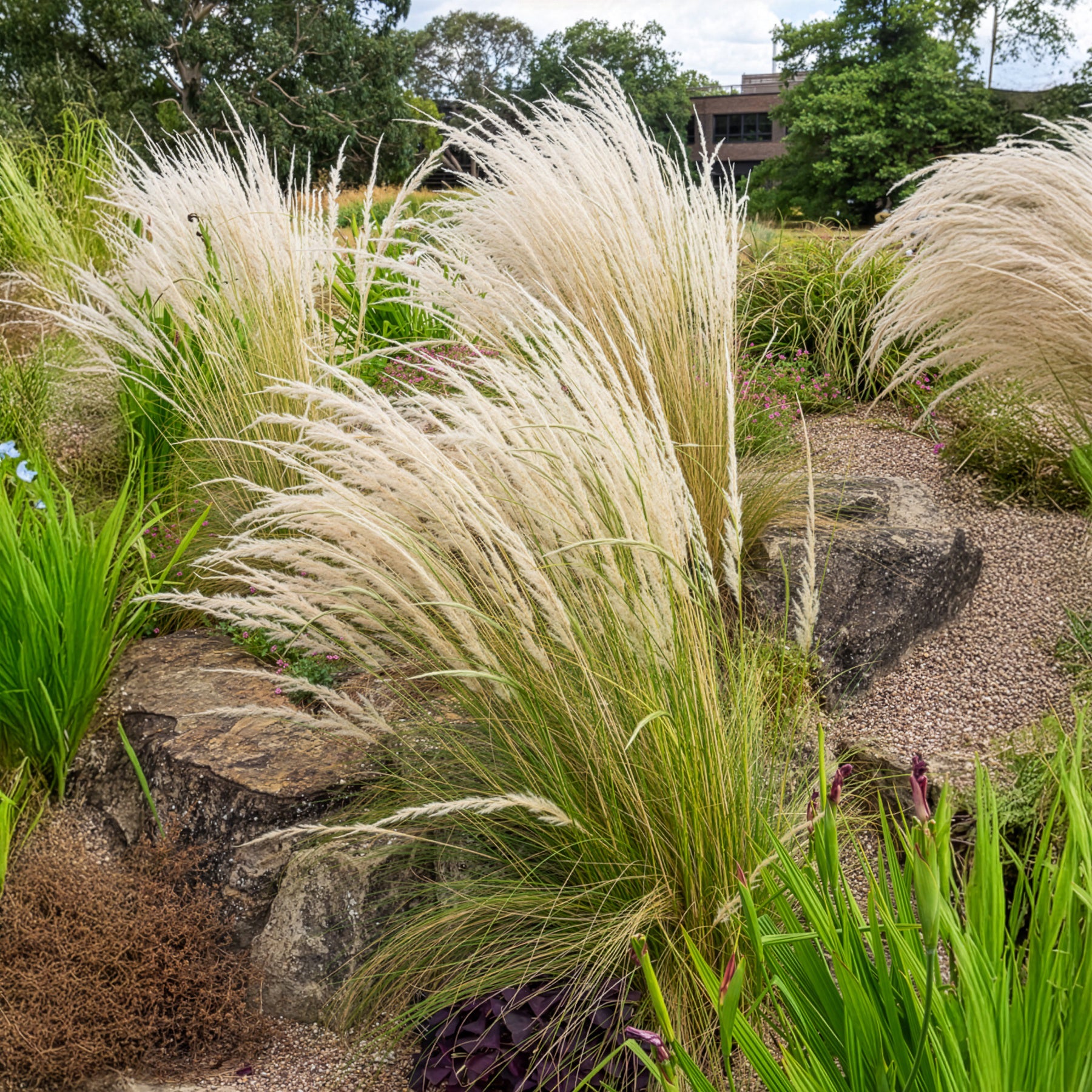Stipa - Ichu-Gras - Stipa ichu
